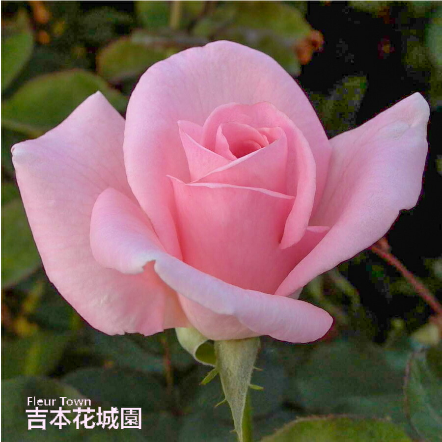 楽天市場】バラ苗 ピンクフレンチレース フロリバンダ ローズ ピンク系