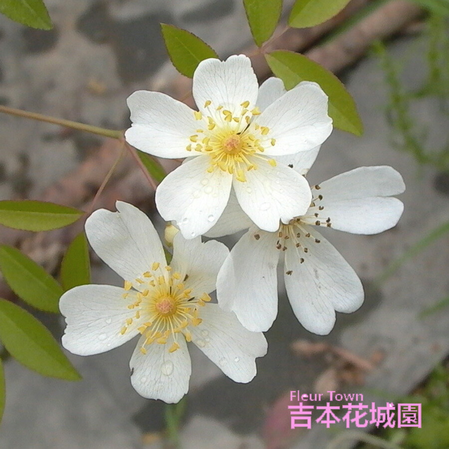 楽天市場】特選 バラ苗 シャルトルーズ・ドゥ・パルム シャルトルーズ