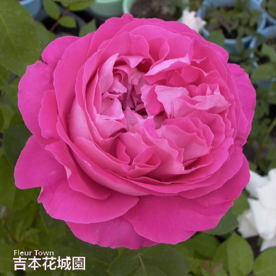 ルノアール　【バラ】 オウギュスト・ルノアール（大苗）7号鉢植え バラ苗 四季咲き