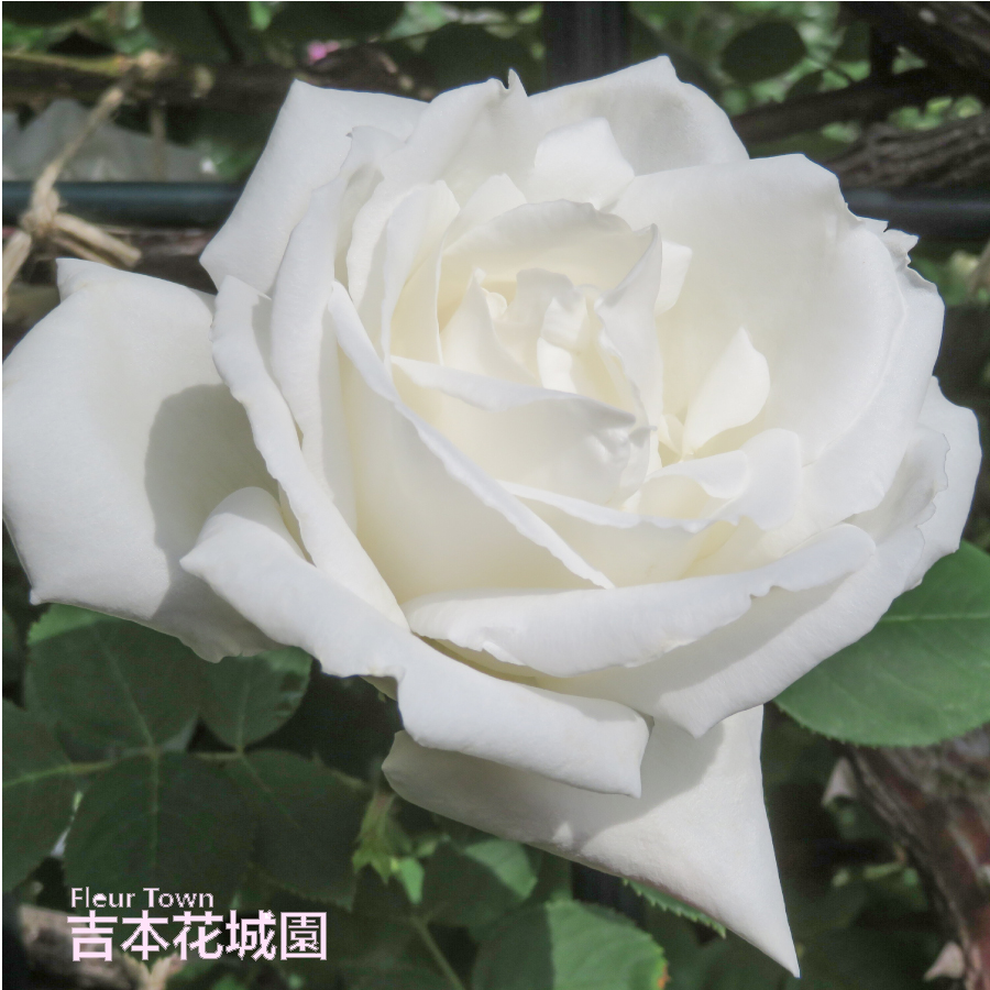 白薔薇ページ ホンダ ZX カスタム車（☆販売車両☆ ライブディオZX カスタム