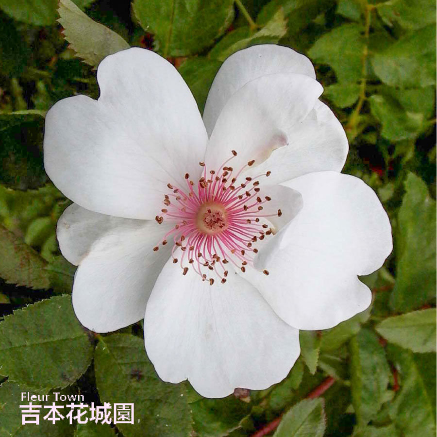 楽天市場】バラ苗 つるアイスバーグ の枝変わり つるバラ クライミング