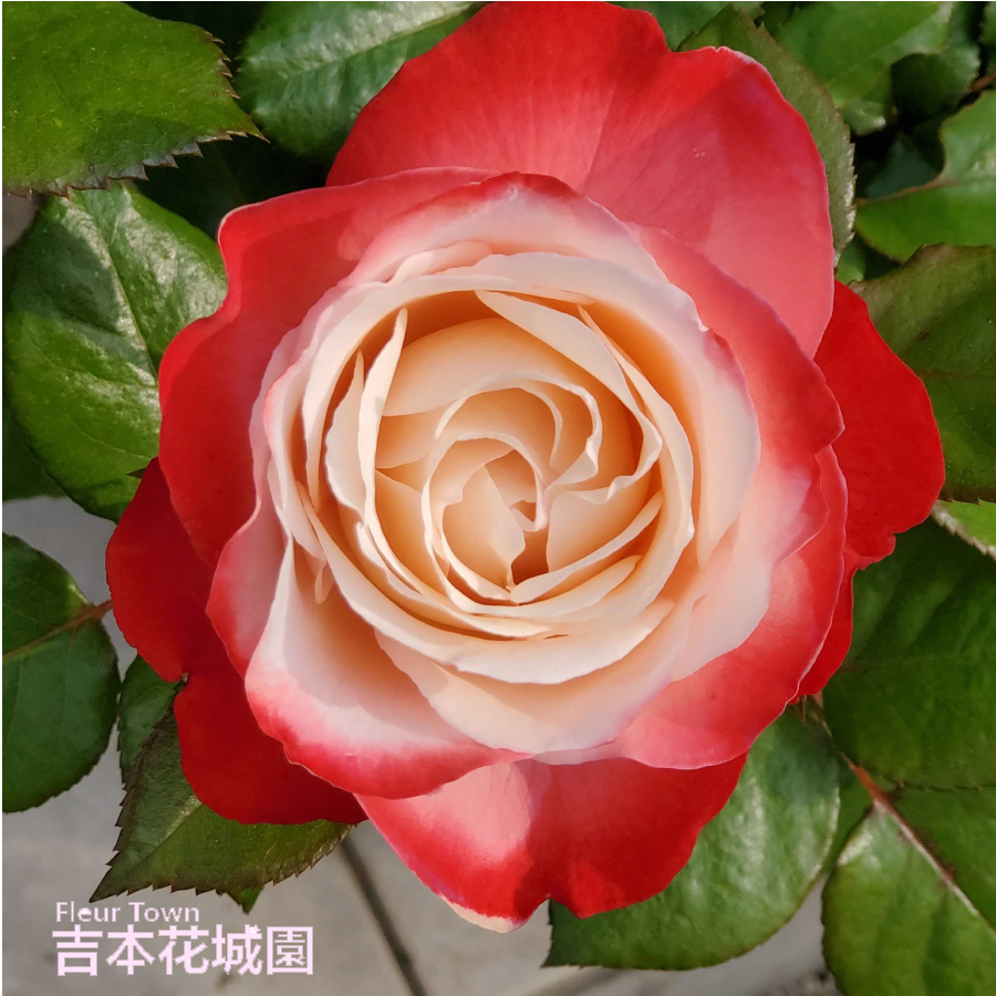 「ベティ」切り花品種バラ苗　レアバラ　2点 楽天市場】【早割予約中】 バラ苗 宴 （うたげ） ハイブリッド