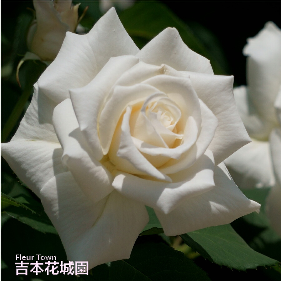 白薔薇ページ Aぇ! group 末澤誠也 ちびぬい おもちゃ