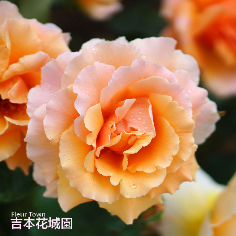 専用出品　大苗2本　2年生苗1本 専用出品 大苗2本 2年生苗1本