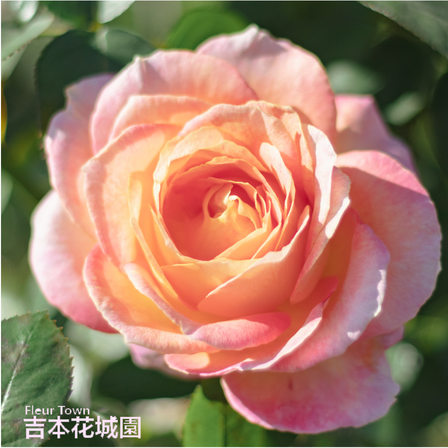 「tc2_funny」 切り花品種バラ苗　レアバラ tc2_funny様専用」 切り花品種バラ苗 レアバラ