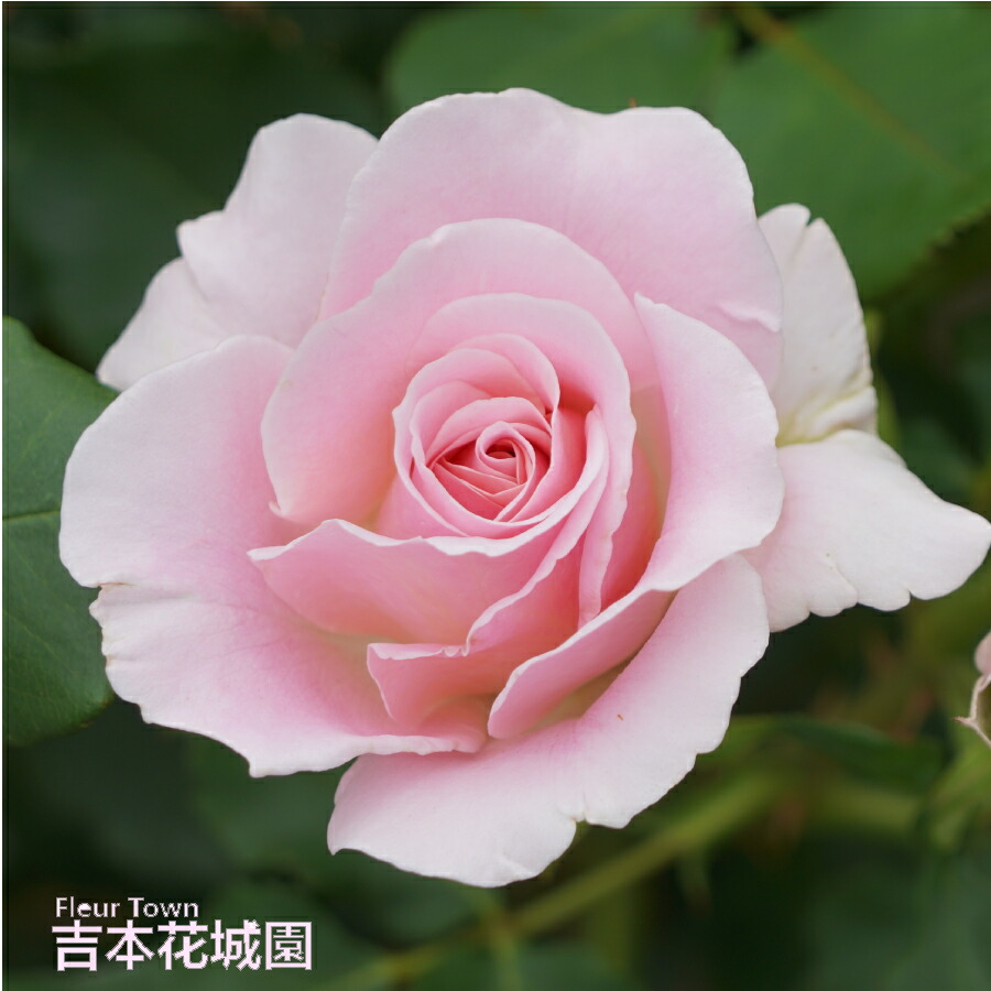 楽天市場】バラ苗 クリスチャンディオール ハイブリッドティー ローズ