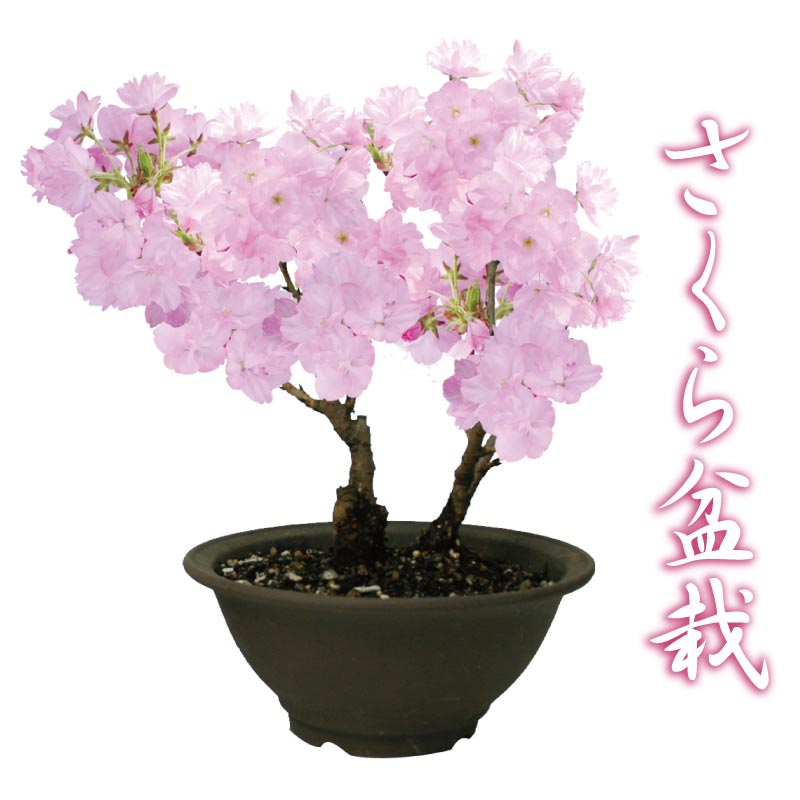 桜盆栽 特上株 6号 陶器鉢 自宅でお花見 さくら盆栽 ご予約品 2月中旬からお届け
