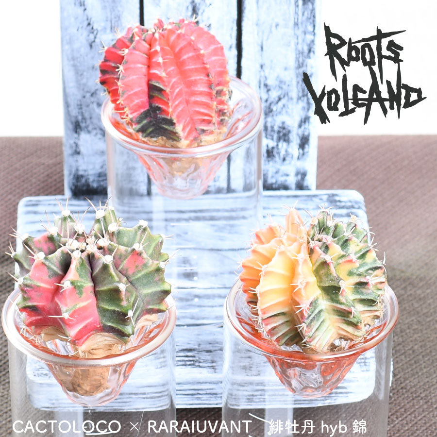 楽天市場】希少 ヒスイカズラ 【再入荷】 翡翠葛 3号ポット苗