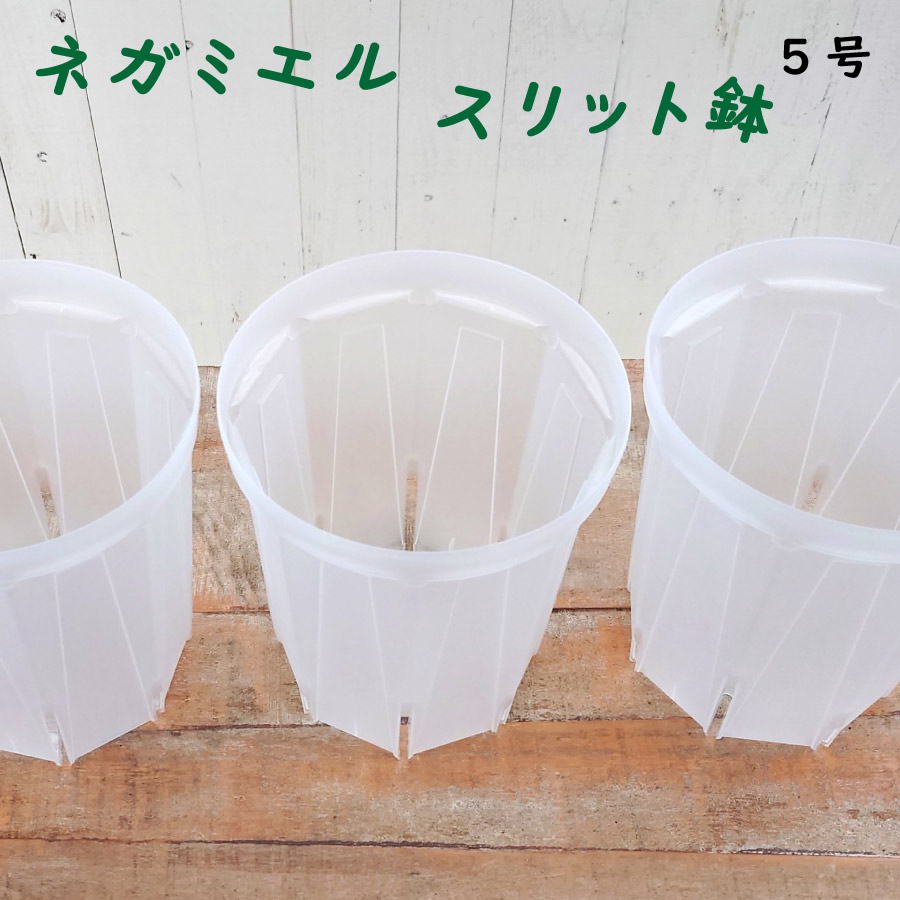 楽天市場】スリット鉢 ネガミエル 6号 透明 1個 または 3個