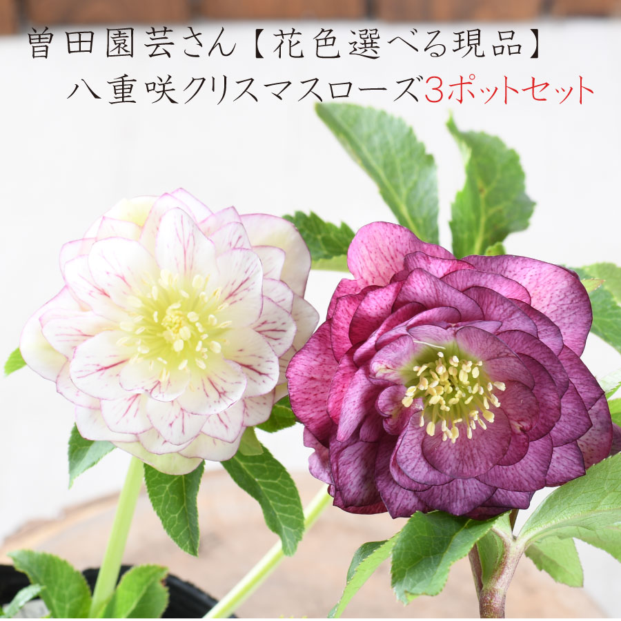 楽天市場】クリスマスローズ 八重咲 利休系グリーンリップ ダブル 4号