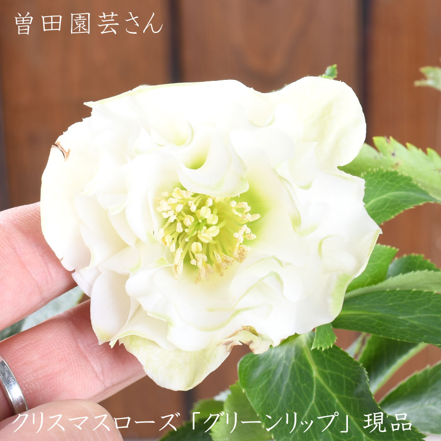 楽天市場】クリスマスローズ 八重咲 利休系グリーンリップ ダブル 4号