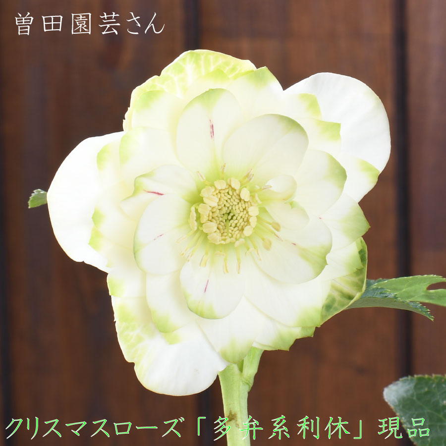 クリスマスローズ　多弁系利休 楽天市場】曽田園芸 多弁系利休 【現品販売】 クリスマスローズ 開花株