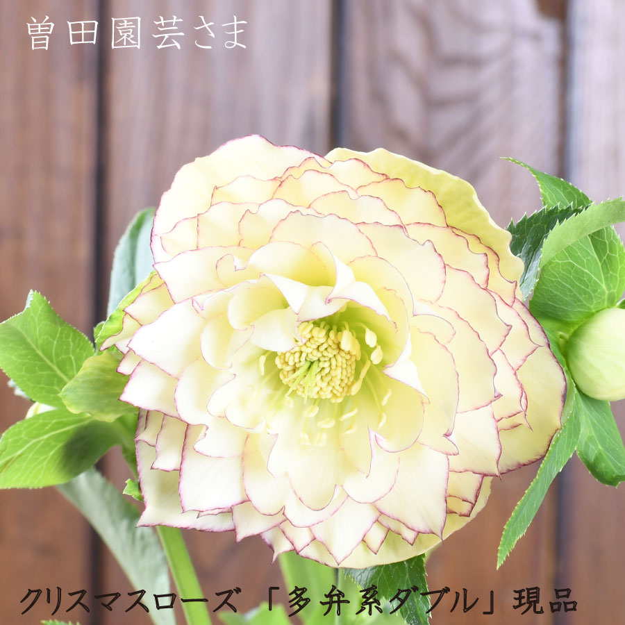 楽天市場】クリスマスローズ 八重咲 利休系グリーンリップ ダブル 4号