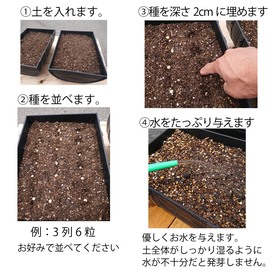 楽天市場 枝豆 栽培セット えだまめ 種 プランター 2個 土 リットル種から育てる 苗 にして収穫を楽しめる Fleur Town 吉本花城園