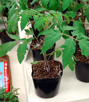 楽天市場 野菜苗 トマト苗 3号ポット 接木苗 ピンキー ご予約品 ４月中旬以降お届け Fleur Town 吉本花城園