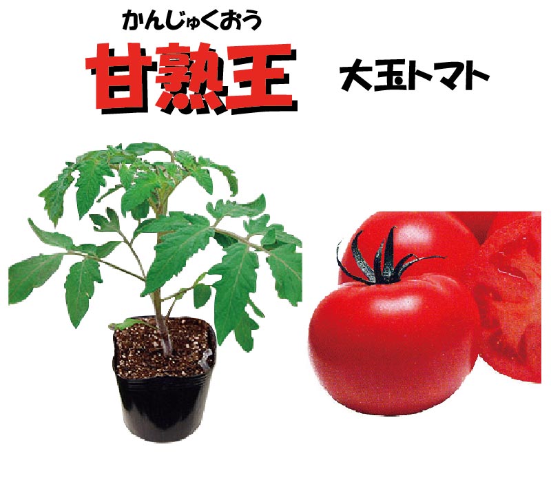 楽天市場 野菜苗 トマト苗3号ポット 接木苗甘熟王 ご予約品 ４月中旬以降お届け Fleur Town 吉本花城園