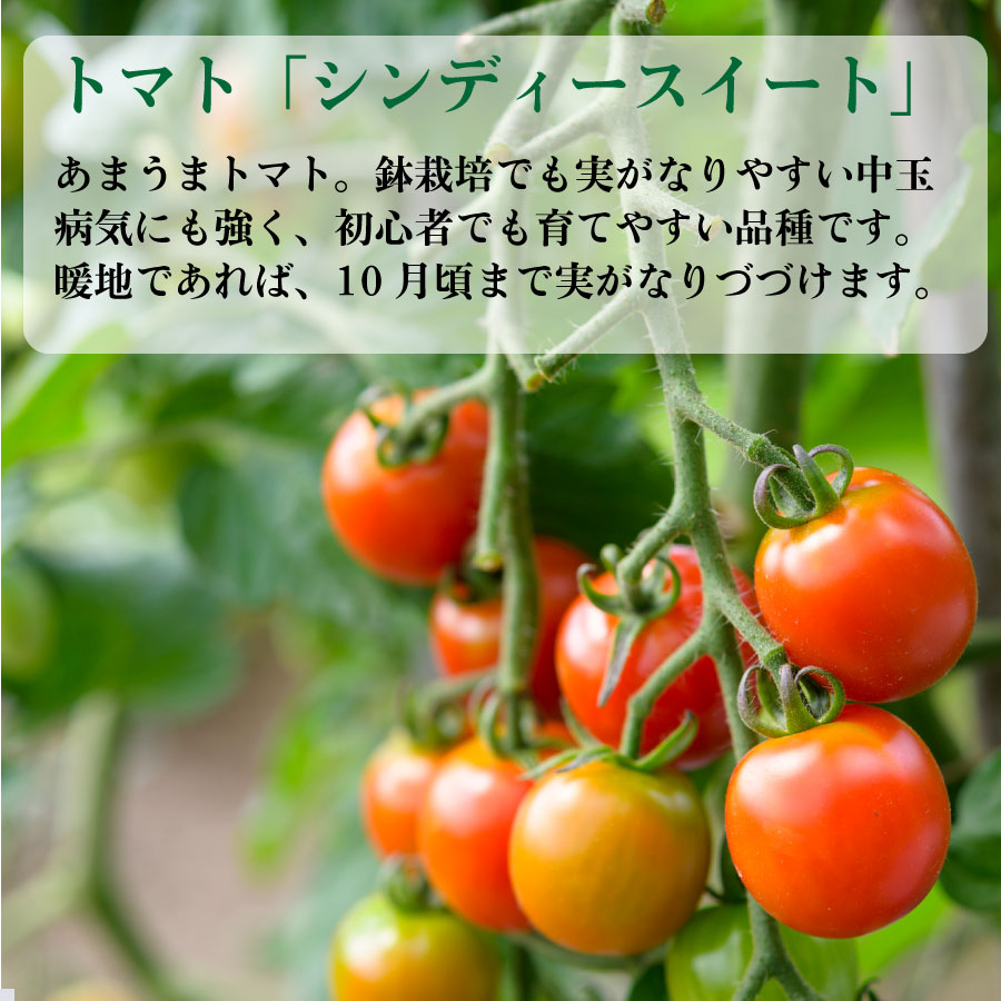 楽天市場 選べる実付 野菜 苗 実付3種 栽培セット 夏休み 自由研究 にもおすすめ トマト ナス オクラ Fleur Town 吉本花城園