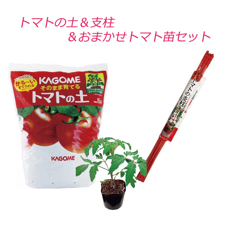 楽天市場 トマト 栽培セット そのまま育てる トマトの土 15l 専用支柱 おまかせトマト苗 野菜苗 Fleur Town 吉本花城園