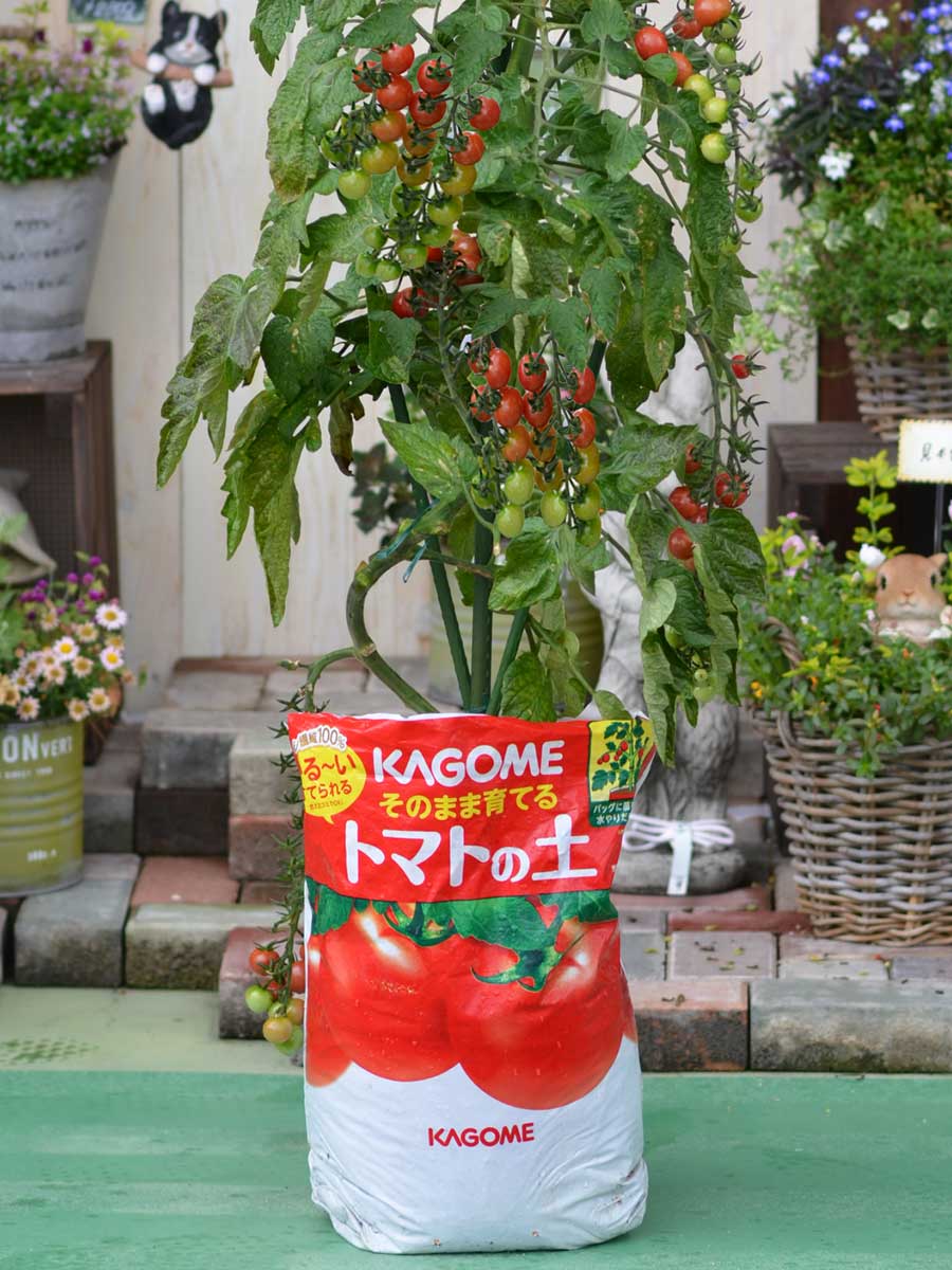 楽天市場 トマト 栽培セット そのまま育てる トマトの土 15l 専用支柱 おまかせトマト苗 野菜苗 Fleur Town 吉本花城園