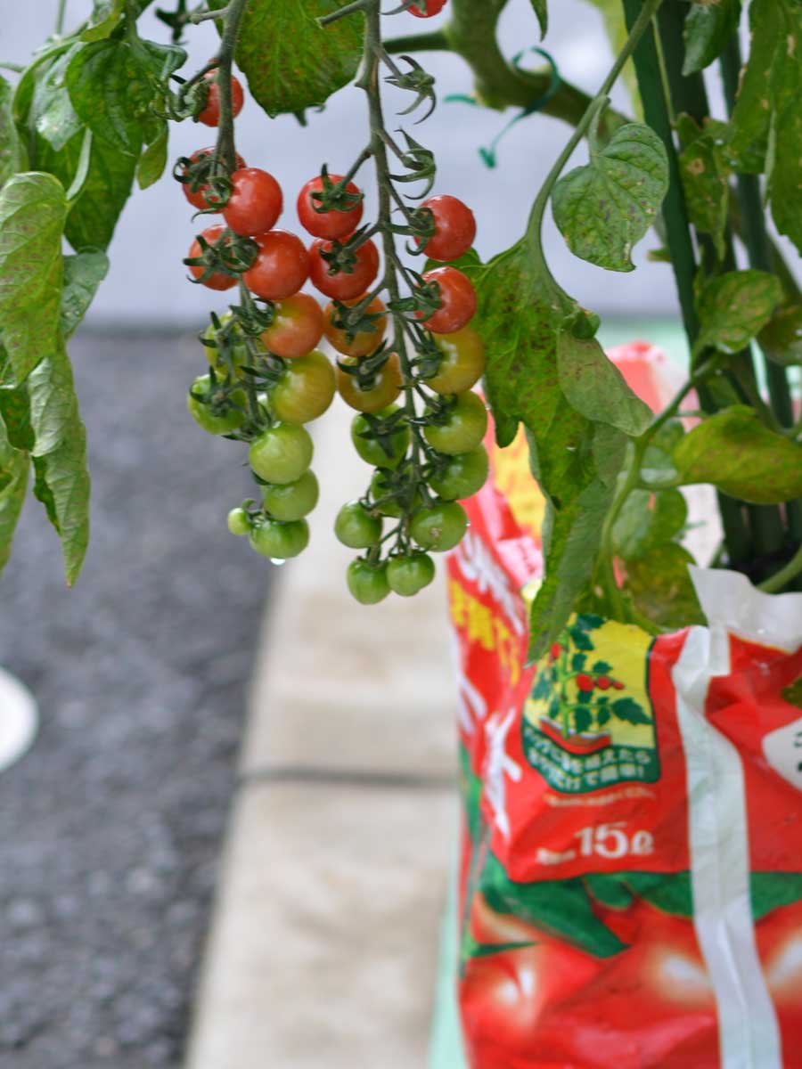 楽天市場 トマト 栽培セット そのまま育てる トマトの土 15l 専用支柱 おまかせトマト苗 野菜苗 Fleur Town 吉本花城園