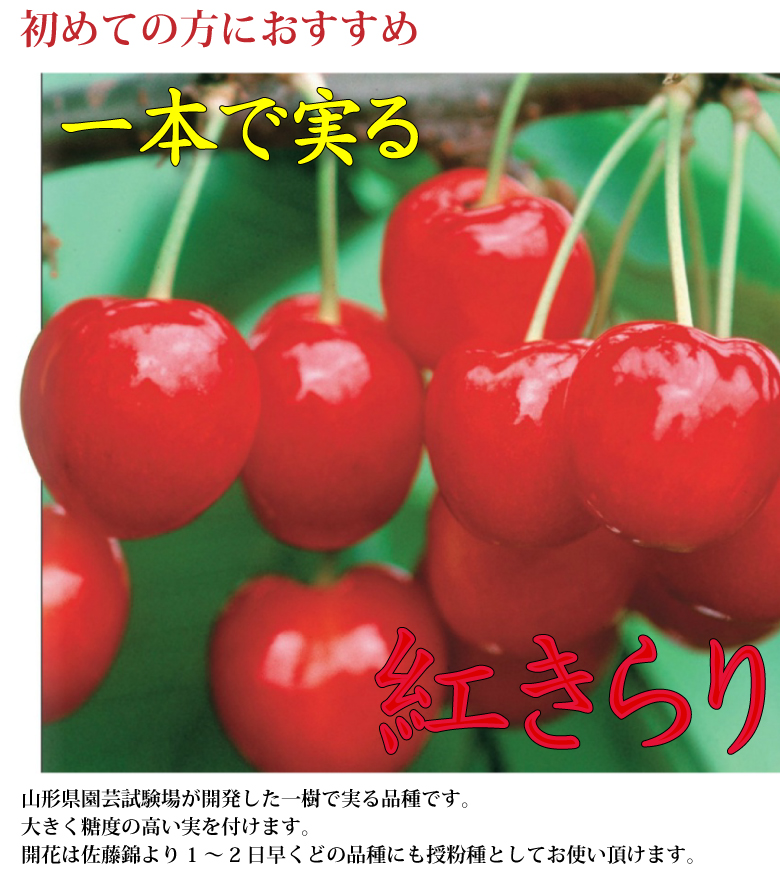 楽天市場 さくらんぼ 紅きらり コルト台木 1年生裸苗 順次発送中 送料無料 花実樹