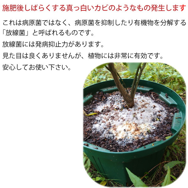 楽天市場 ニーム核油かす 1kg 送料無料 油粕 油糟 花実樹