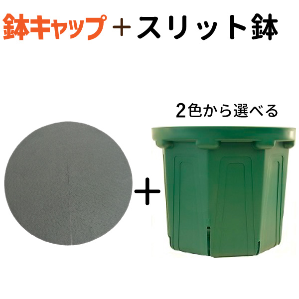 楽天市場 40cm丸 13号 スリット鉢 鉢キャップコガネガードセット 花実樹