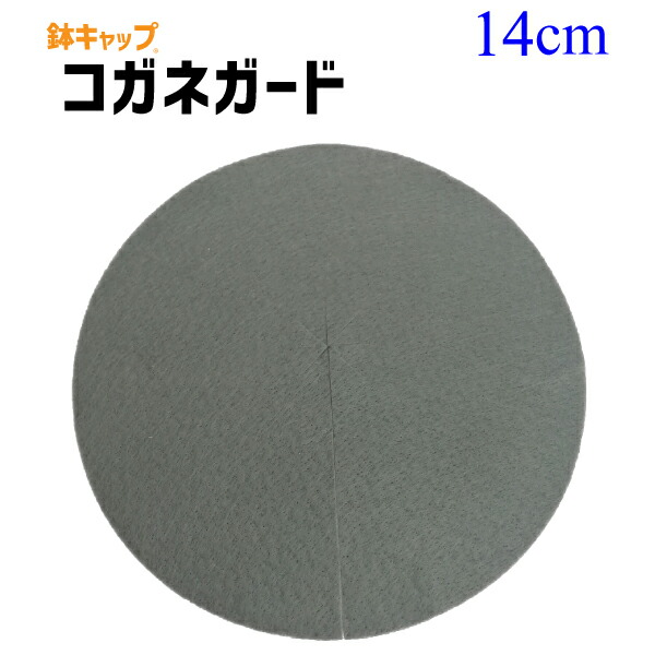 【鉢旗がしら コガネ差し固める】差しわたし14糎（5号鉢用）