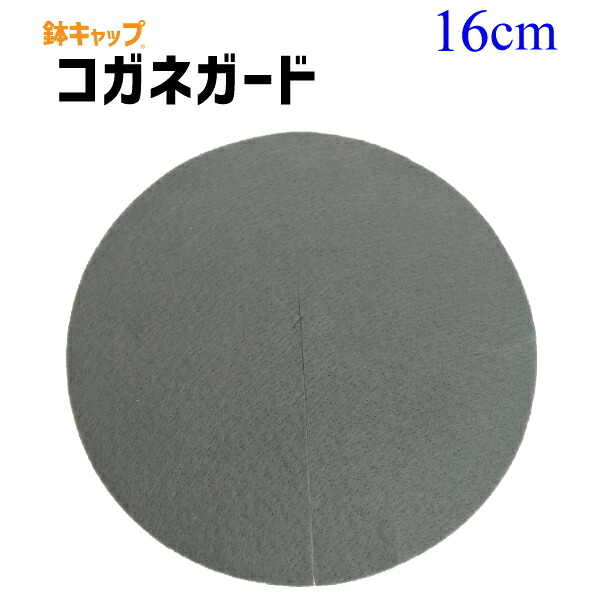 【鉢旗がしら コガネ差し固める】7号切り岸細長い切口鉢用（差しわたし16糎）