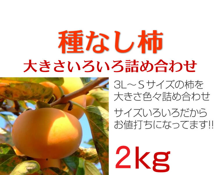 柿和歌山訳あり送料無料2kg8〜12個前後【たねなし柿/種無し柿/種なし柿/通販/旬/かき/カキ/わけあり/ワケあり/家庭用/自家用/お試し/おためし/刀根早生/平種無し/復興支援】