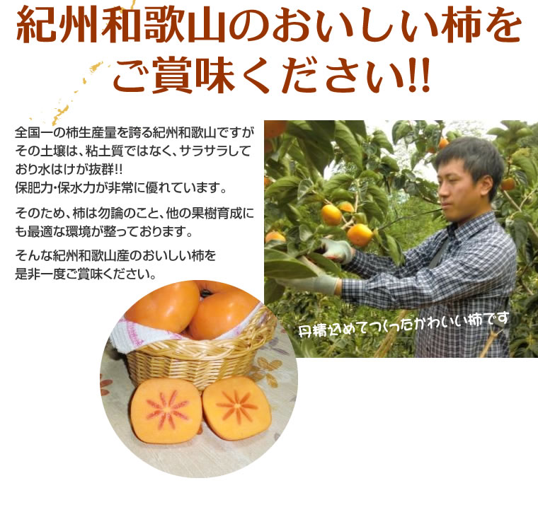 【予約販売】【お届け開始時期は9月下旬】【送料無料】紀州和歌山児玉農園の刀根早生柿、平種なし柿家庭用2kg【柿/カキ/訳あり/わけあり/ワケあり/お試し/おためし】【柿訳あり】【柿和歌山】【柿送料無料】