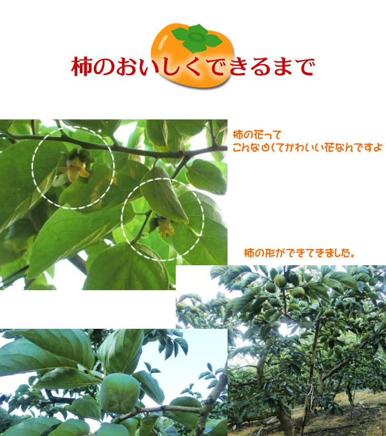 柿和歌山訳あり送料無料2kg8〜12個前後【たねなし柿/種無し柿/種なし柿/通販/旬/かき/カキ/わけあり/ワケあり/家庭用/自家用/お試し/おためし/刀根早生/平種無し/復興支援】