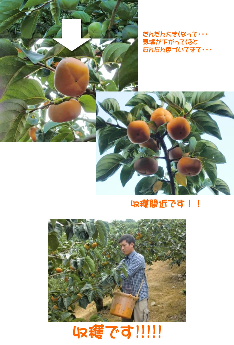 柿和歌山訳あり送料無料2kg8〜12個前後【たねなし柿/種無し柿/種なし柿/通販/旬/かき/カキ/わけあり/ワケあり/家庭用/自家用/お試し/おためし/刀根早生/平種無し/復興支援】