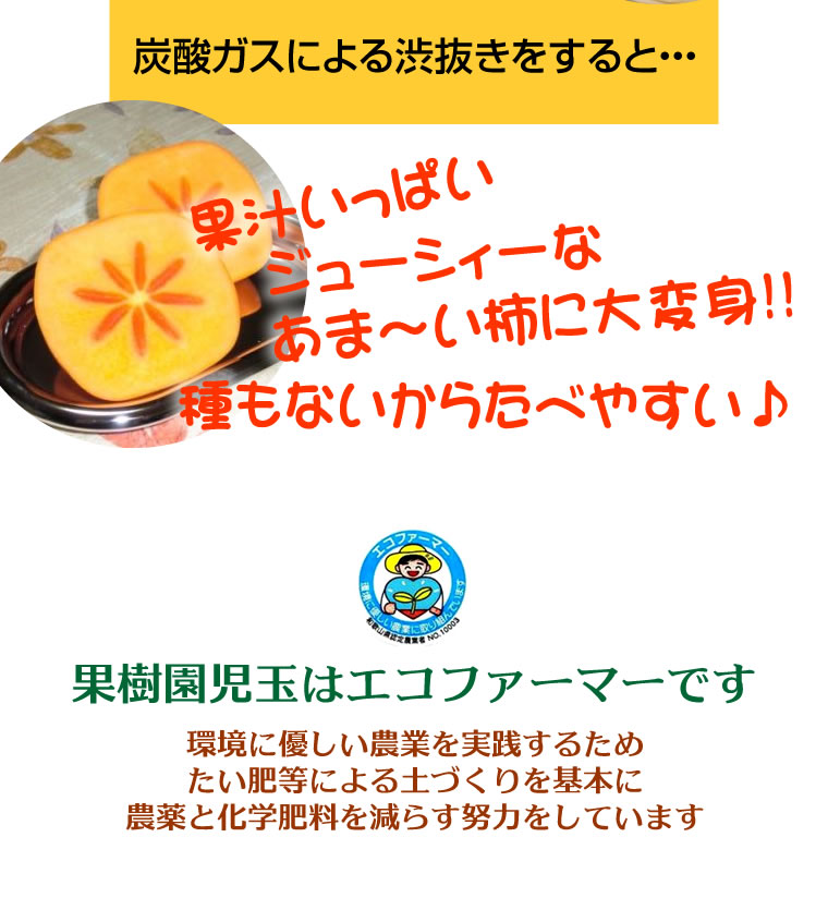 柿和歌山訳あり送料無料2kg8〜12個前後【たねなし柿/種無し柿/種なし柿/通販/旬/かき/カキ/わけあり/ワケあり/家庭用/自家用/お試し/おためし/刀根早生/平種無し/復興支援】