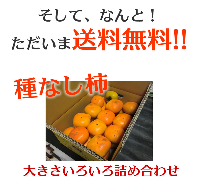 柿和歌山訳あり送料無料2kg8〜12個前後【たねなし柿/種無し柿/種なし柿/通販/旬/かき/カキ/わけあり/ワケあり/家庭用/自家用/お試し/おためし/刀根早生/平種無し/復興支援/楽天スーパーSALE】