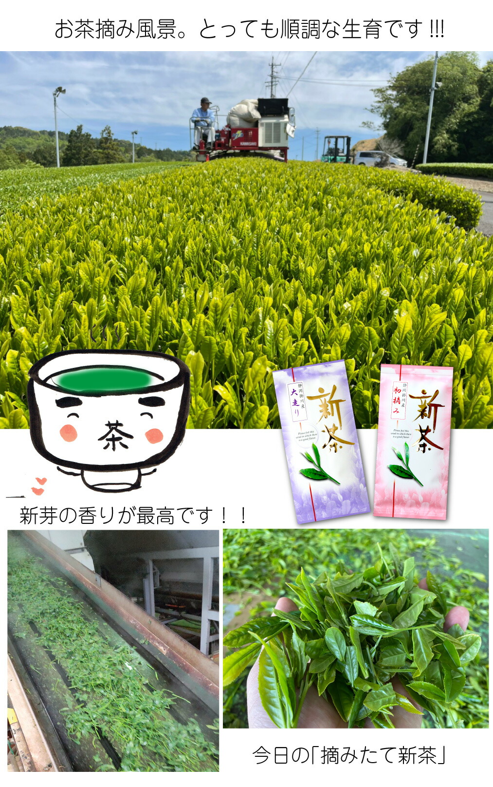 日本茶お茶「新茶特急便セット」、『新茶大走り』100g、『新芽初摘み』100g掛川茶お茶深蒸し茶緑茶送料無料静岡茶煎茶緑茶深むし茶おしゃれ急須茶葉カテキンEGCGエピガロカテキン