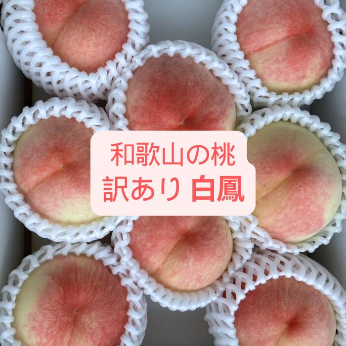 楽天市場】愛媛産 高原のすもも 訳あり 約1.4kg【クール便送料無料(一