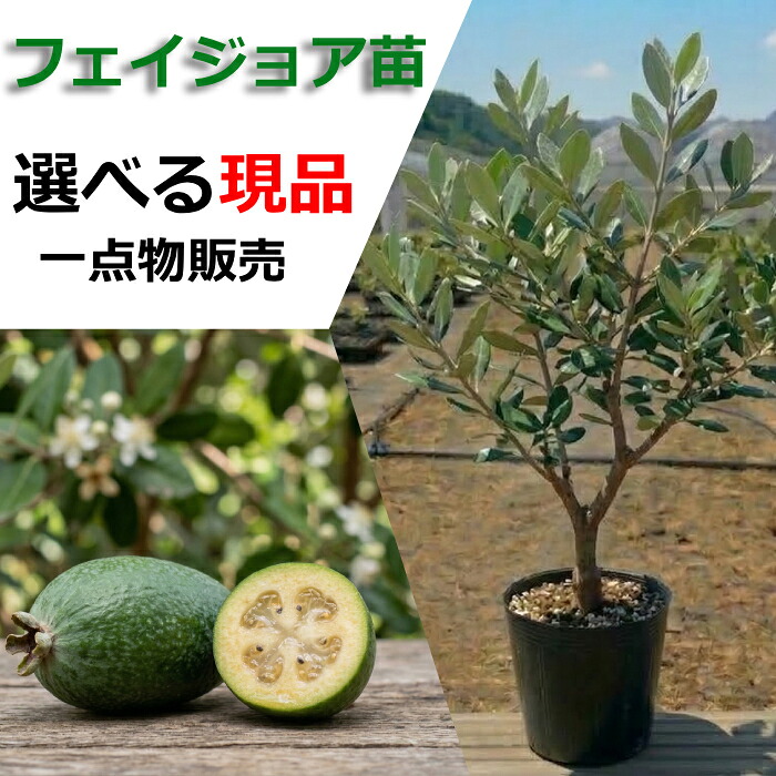 フェイジョア 苗木 fjg_top.jpg