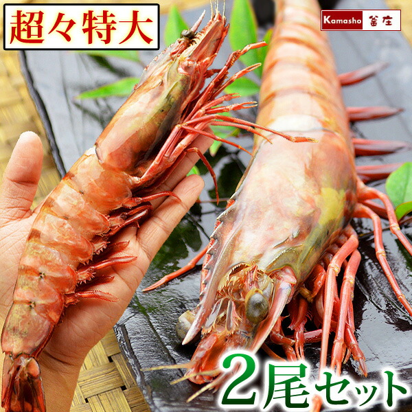 楽天市場】えび ブラックタイガー 12尾×1個入 送料無料ウシエビ