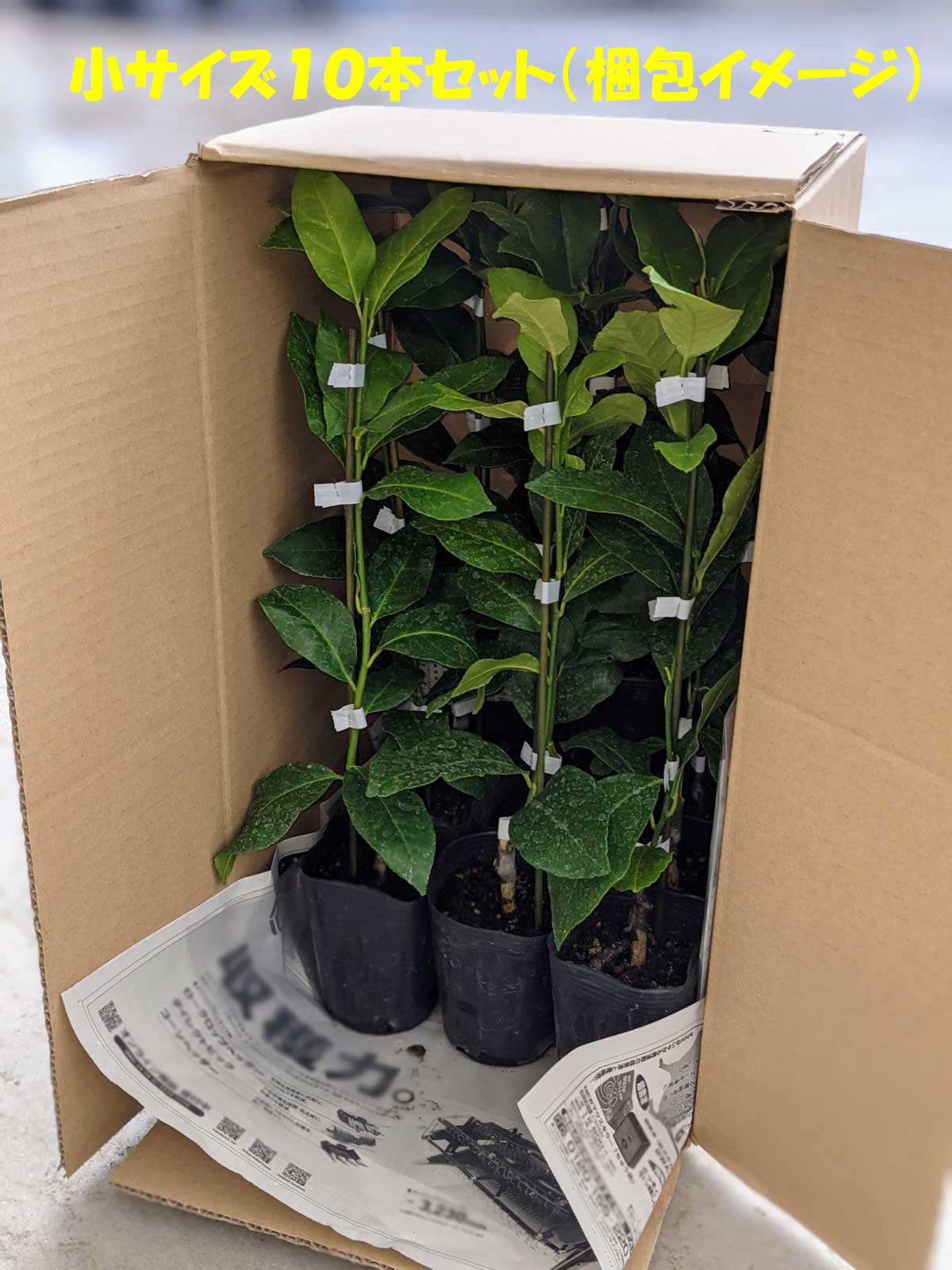 オープニング みかん 苗木 青島温州鉢植え 接ぎ木苗 ポット植え 小 9cmポット 柑橘 果樹 果物 家庭菜園 温州みかん ミカン Mace Edu In