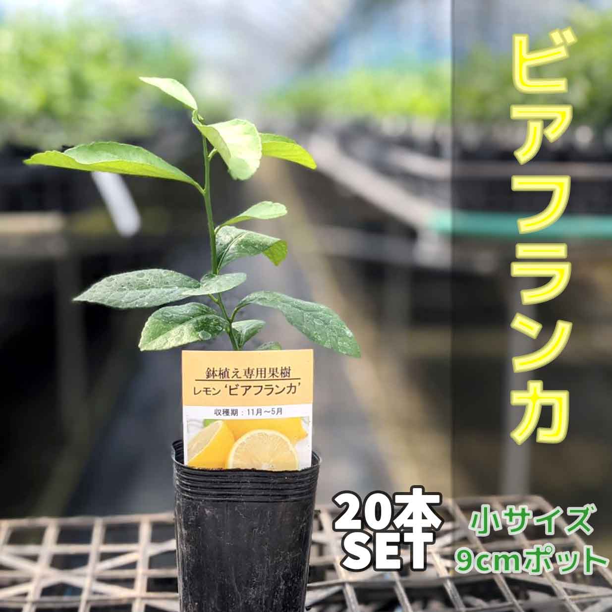 ベランダレモン トゲなしレモン ビアフランカ 苗木 苗木 鉢植でマンションやアパートのベランダでも手軽に育られるトゲが小く少い品種 です 寒さにも比較的に強く育てやすいレモンです 日本三大名産地 福岡県田主丸産 ベランダで育成 鉢植え 鉢植え 小