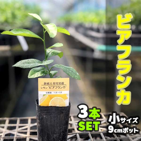 楽天市場】【3本セット】ピンクレモネード レモン 苗木 鉢植え 接ぎ木苗 ポット植え 【ベランダで育成】 ［小］ 9cmポット 果樹 家庭菜園 おしゃれ  : かみはる園芸