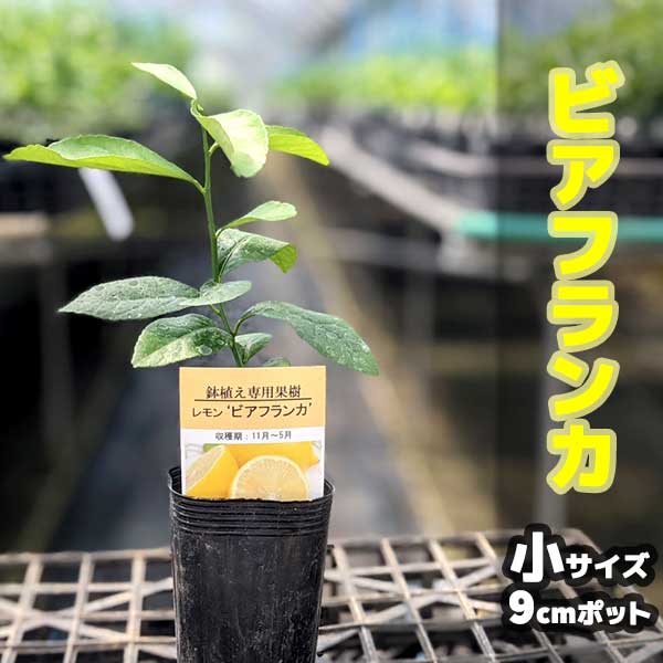 楽天市場 レモン 苗木 トゲなしレモン ビアフランカ ベランダで育成 鉢植え 接ぎ木苗 9cmポット 小 果樹 とげなし れもん かみはる園芸