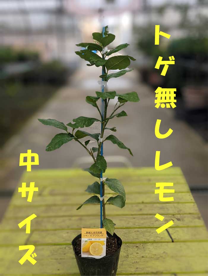 楽天市場】みかん 苗木 ゆら早生 【ベランダで育成】 鉢植え 接ぎ木苗 [小]9cmポット 温州 果樹 ミカン : かみはる園芸