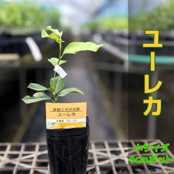 大幅値下通販 瀬戸内れもん 檸檬苗木 植木、庭木 - LITTLEHEROESDENTISTRY