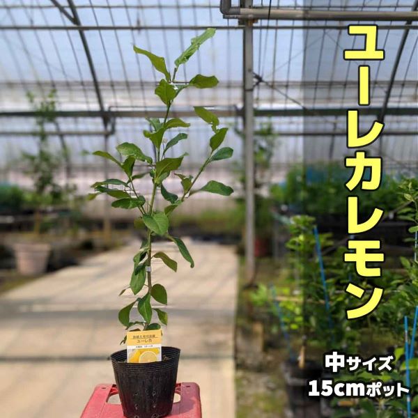 楽天市場】【3本セット】レモン 苗木 マイヤー 【ベランダで育成】 鉢植え 接ぎ木苗 ポット苗 [中] 柑橘 果樹 れもん : かみはる園芸