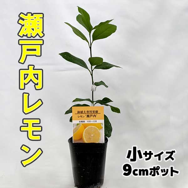 楽天市場】【3本セット】ピンクレモネード レモン 苗木 鉢植え 接ぎ木苗 ポット植え 【ベランダで育成】 ［小］ 9cmポット 果樹 家庭菜園 おしゃれ  : かみはる園芸