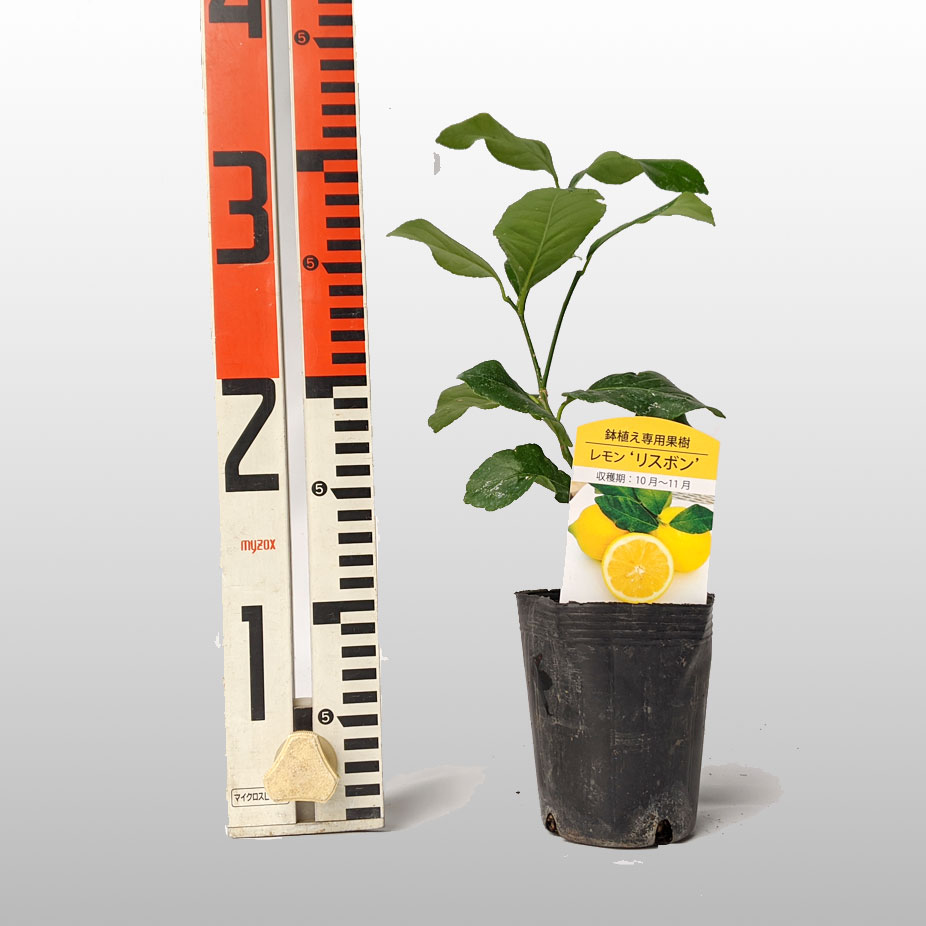 10本セット 接ぎ木苗 レモン 苗木 リスボン ベランダで育成 鉢植え 接ぎ木苗 ポット植え 小 リスボン 金柑の木 柑橘 果樹 れもん かみはる園芸 ベランダレモン 鉢植えでマンションやアパートのベランダでもお手軽に育てられる 日本で一番多く栽培されレモンの