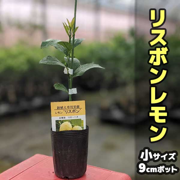 楽天市場 レモン 苗木 リスボン ベランダで育成 鉢植え 家庭菜園 簡単 檸檬 Lemon 小 柑橘 果樹 れもん かみはる園芸