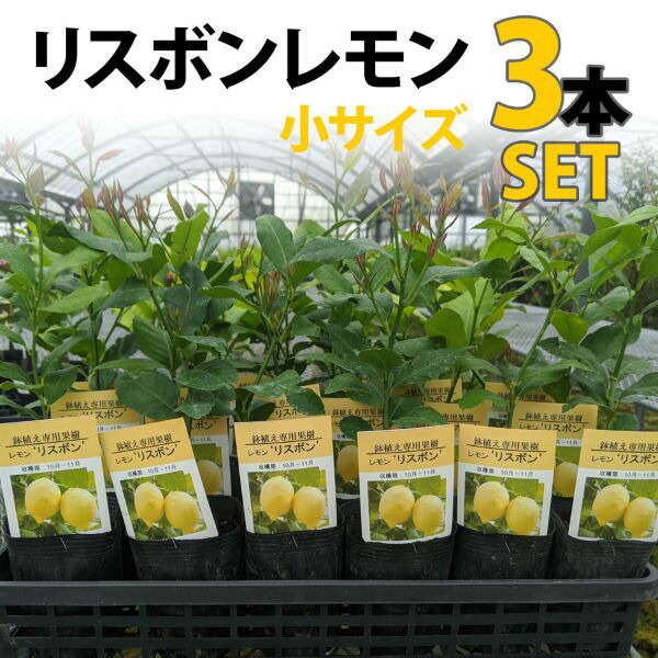 楽天市場 本セット レモン 苗木 リスボン ベランダで育成 鉢植え 接ぎ木苗 ポット植え 小 柑橘 果樹 れもん かみはる園芸